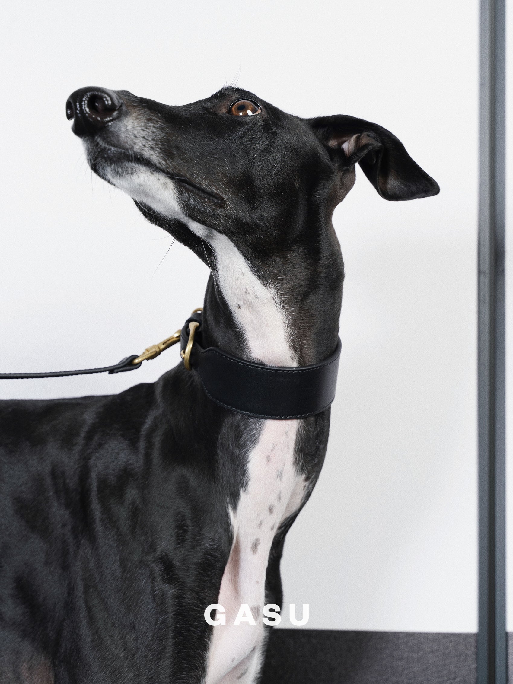 Whippet clearance dog collar